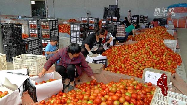 自己种的西红柿太酸怎么办「种植番茄变酸怎么办呢」 土壤施肥 自己种的西红柿太酸怎么办「种植番茄变酸怎么办呢」 自己种的西红柿太酸怎么办「种植番茄变酸怎么办呢」 土壤施肥