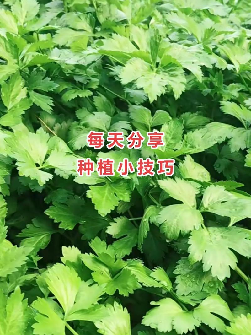 我是三农领域创作者，现在在西安市，怎么发垂直的视频「蔬菜种植技巧知识点视频讲解」 我是三农领域创作者，现在在西安市，怎么发垂直的视频「蔬菜种植技巧知识点视频讲解」 土壤施肥