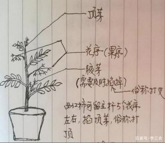 西红柿应该怎么修剪枝叶「番茄怎么种植修枝技术视频」 西红柿应该怎么修剪枝叶「番茄怎么种植修枝技术视频」 番茄种植技巧