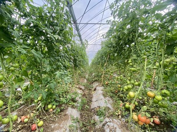 蔬菜大棚怎么建造「」 蔬菜大棚怎么建造「」 番茄病虫害防治