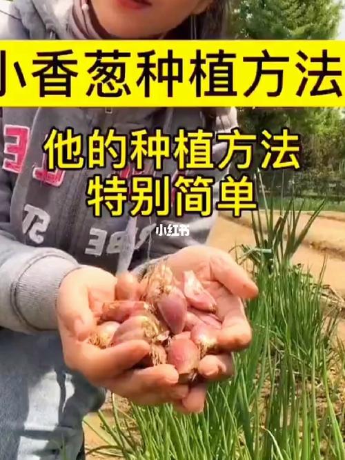 农村大面积小香葱的种植技术有哪些「南方蔬菜种植小技巧视频教程」 农村大面积小香葱的种植技术有哪些「南方蔬菜种植小技巧视频教程」 番茄种植技巧