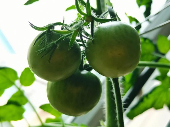 西红柿适合与哪种菜挨着种「阳台番茄种香菜怎么种植视频」 西红柿适合与哪种菜挨着种「阳台番茄种香菜怎么种植视频」 番茄病虫害防治