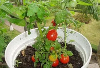 异形西红柿能吃吗「异形盆栽小番茄怎么种植视频」 异形西红柿能吃吗「异形盆栽小番茄怎么种植视频」 番茄种植技巧