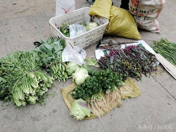 青菜摆摊技巧「爷爷种的蔬菜」 青菜摆摊技巧「爷爷种的蔬菜」 种植技巧