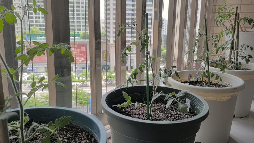 番茄移栽的正确方法「小番茄怎么重新种植方法视频」 土壤施肥 番茄移栽的正确方法「小番茄怎么重新种植方法视频」 番茄移栽的正确方法「小番茄怎么重新种植方法视频」 土壤施肥