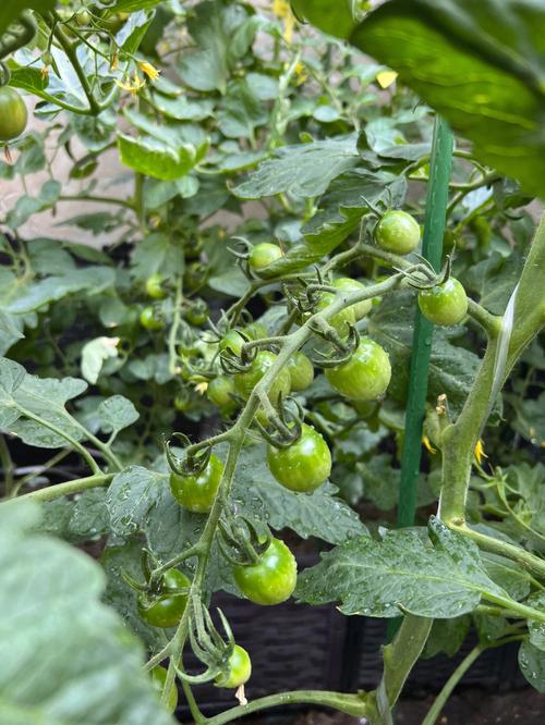 西红柿种植方法和最佳时间「自家菜园种番茄怎么种植视频」 植物种类 西红柿种植方法和最佳时间「自家菜园种番茄怎么种植视频」 西红柿种植方法和最佳时间「自家菜园种番茄怎么种植视频」 植物种类