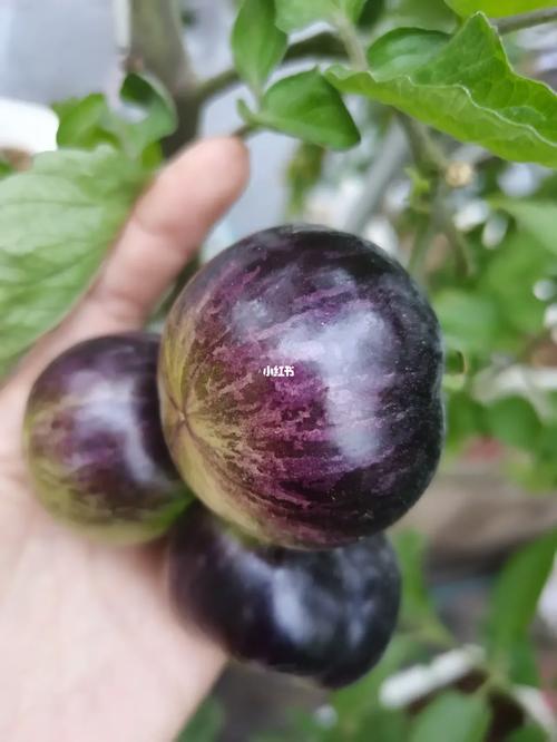 宝石捷916番茄特性「宝石番茄怎么种植视频」 宝石捷916番茄特性「宝石番茄怎么种植视频」 种植技巧
