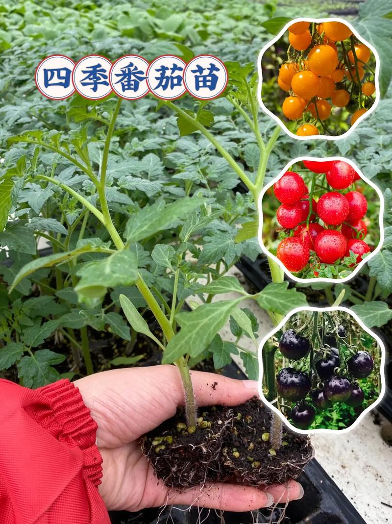 如何种植番茄「怎么种植番茄高产苗子视频」 植物种类 如何种植番茄「怎么种植番茄高产苗子视频」 如何种植番茄「怎么种植番茄高产苗子视频」 植物种类