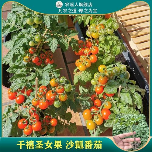 西红柿斜栽好还是直栽好「番茄有机菜苗怎么种植视频」 西红柿斜栽好还是直栽好「番茄有机菜苗怎么种植视频」 番茄种植技巧