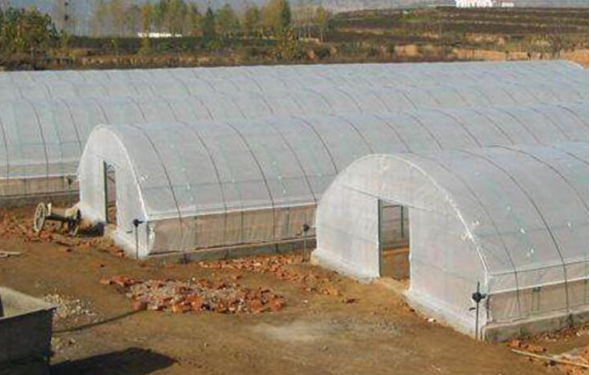 菠菜小拱棚的建造方法「拱棚蔬菜种植技巧视频」 农业常识 菠菜小拱棚的建造方法「拱棚蔬菜种植技巧视频」 菠菜小拱棚的建造方法「拱棚蔬菜种植技巧视频」 农业常识