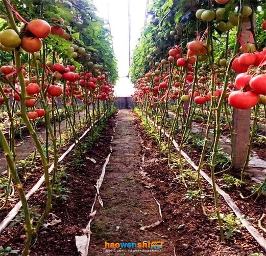 什么土种西红柿最好「番茄种植沙土怎么种植视频」 什么土种西红柿最好「番茄种植沙土怎么种植视频」 番茄病虫害防治
