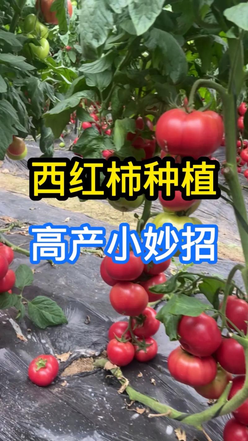 番茄视频怎么样好用吗「番茄怎么种植更好吃视频教程」 番茄视频怎么样好用吗「番茄怎么种植更好吃视频教程」 农业常识