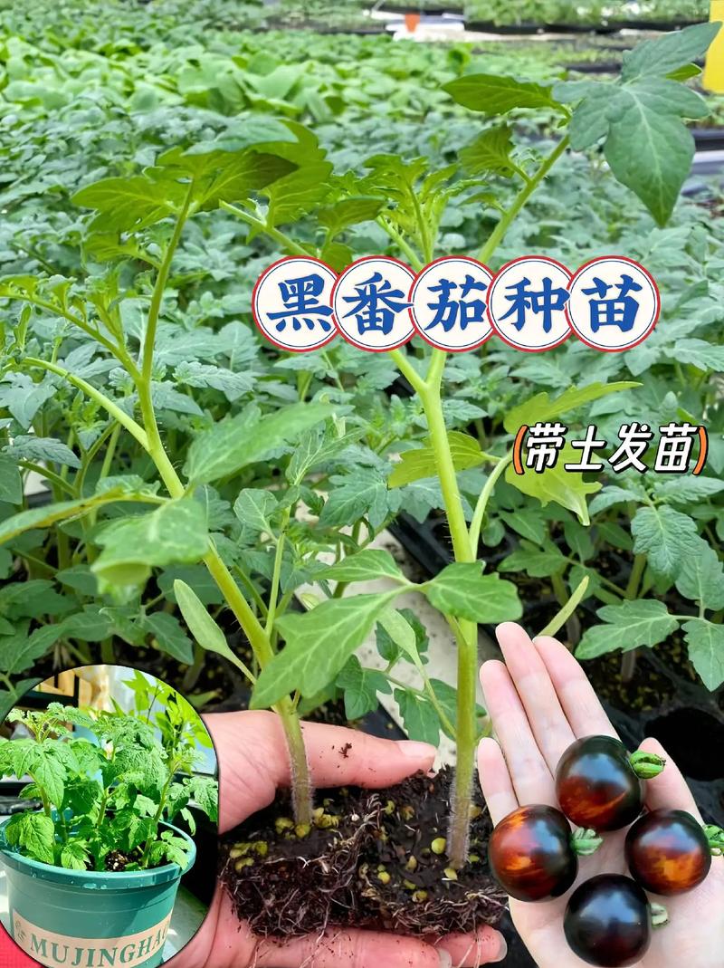 反季节蔬菜种植利润「黑番茄家庭怎么种植视频」 反季节蔬菜种植利润「黑番茄家庭怎么种植视频」 植物种类