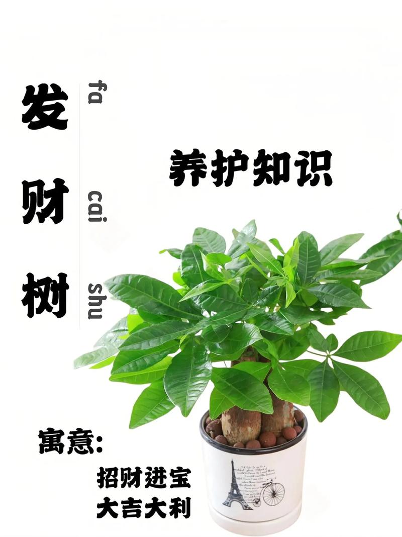 发财树浇水口诀顺口溜「蔬菜种植小技巧浇水口诀图片」 发财树浇水口诀顺口溜「蔬菜种植小技巧浇水口诀图片」 土壤施肥