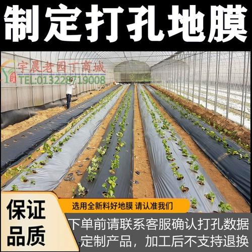 栽西红柿苗用塑料薄膜怎么栽「番茄铺地膜」 栽西红柿苗用塑料薄膜怎么栽「番茄铺地膜」 番茄种植技巧