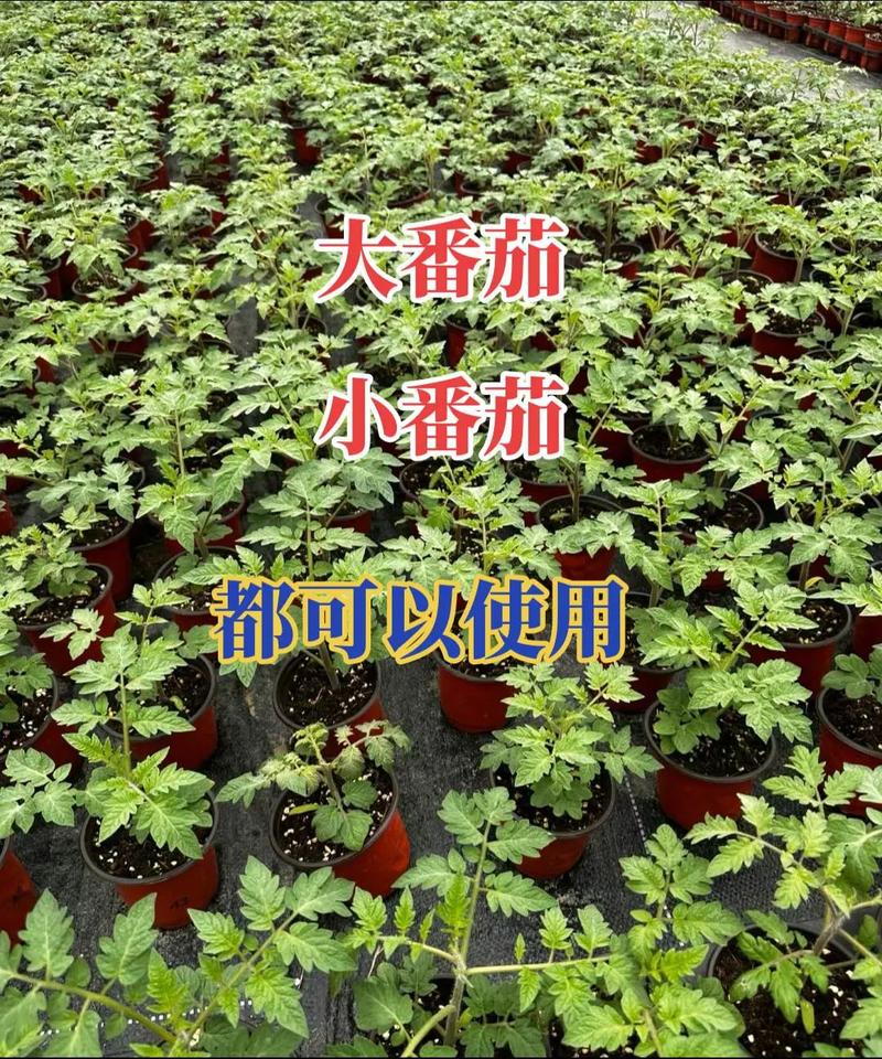 西红柿树种植技术「大红番茄怎么种植视频」 番茄病虫害防治 西红柿树种植技术「大红番茄怎么种植视频」 西红柿树种植技术「大红番茄怎么种植视频」 番茄病虫害防治