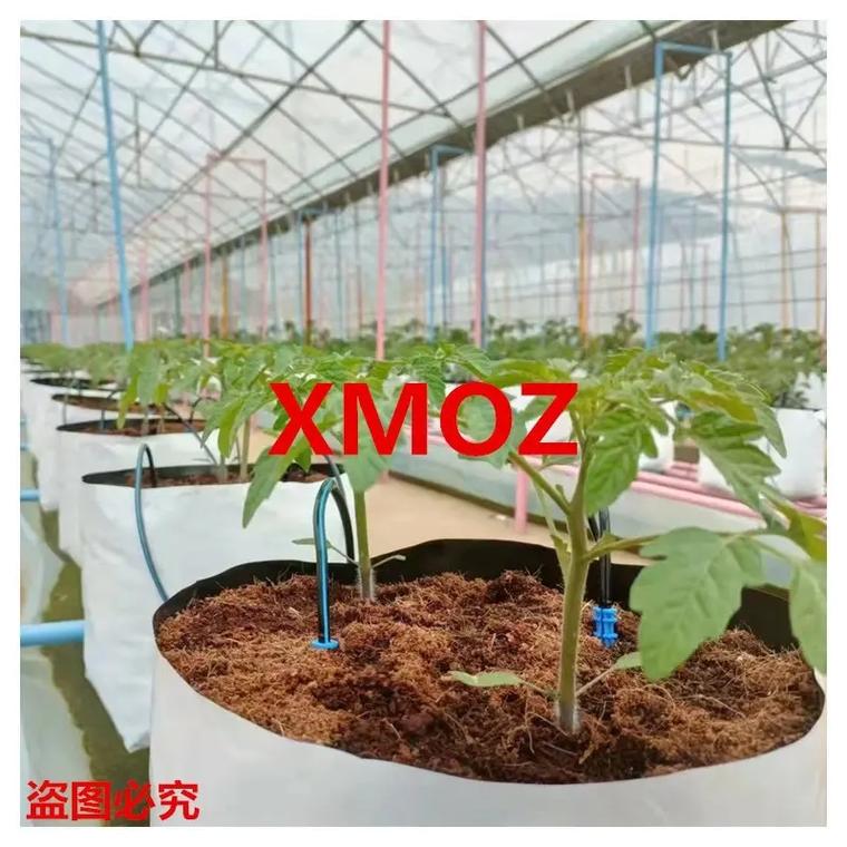 种植袋种植技术「大棚番茄种植袋怎么用的」 植物种类 种植袋种植技术「大棚番茄种植袋怎么用的」 种植袋种植技术「大棚番茄种植袋怎么用的」 植物种类