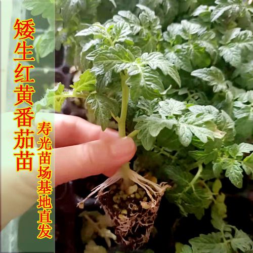 西红柿种子种植方法「番茄种子种苗怎么种植视频」 西红柿种子种植方法「番茄种子种苗怎么种植视频」 番茄种植技巧