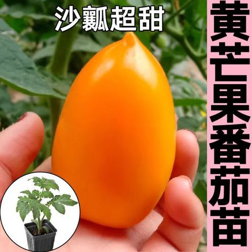黄芒果番茄的种植「各色番茄种子怎么种植的」 黄芒果番茄的种植「各色番茄种子怎么种植的」 土壤施肥