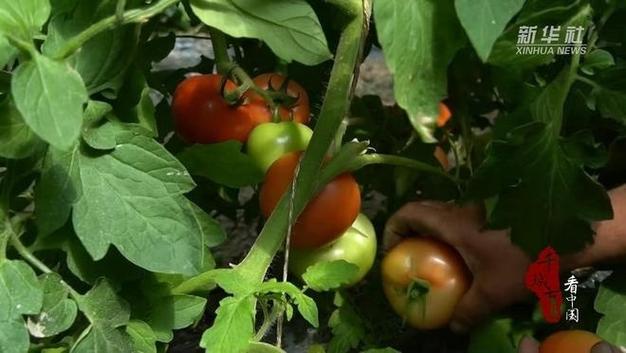 没阳光怎么种西红柿「没有阳光怎么种植番茄呢」 没阳光怎么种西红柿「没有阳光怎么种植番茄呢」 土壤施肥