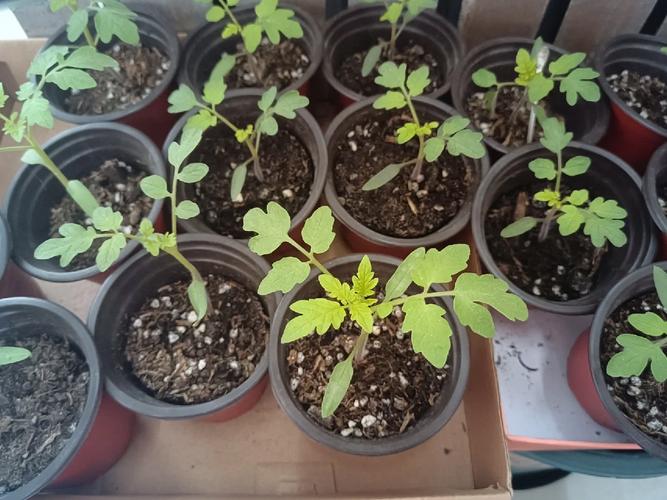 紫色小番茄盆栽种植方法「夏季番茄老小苗怎么种植视频」 紫色小番茄盆栽种植方法「夏季番茄老小苗怎么种植视频」 植物种类