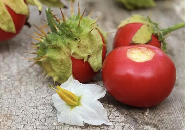 为什么种出来的番茄是硬的「种植番茄怎么软化果枝条视频」 为什么种出来的番茄是硬的「种植番茄怎么软化果枝条视频」 植物种类
