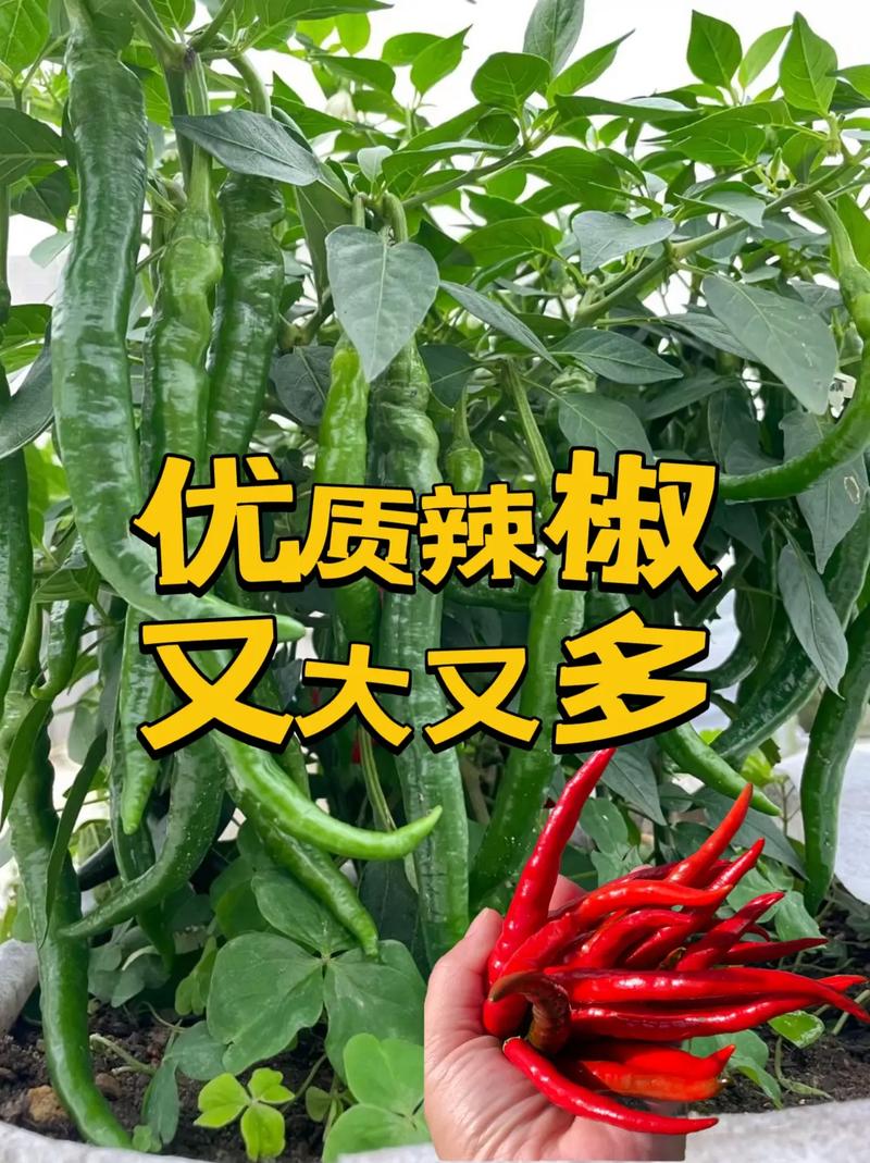 黄瓜西红柿和辣椒一起种植可以吗「阳台怎么种植番茄黄瓜视频」 黄瓜西红柿和辣椒一起种植可以吗「阳台怎么种植番茄黄瓜视频」 农业常识