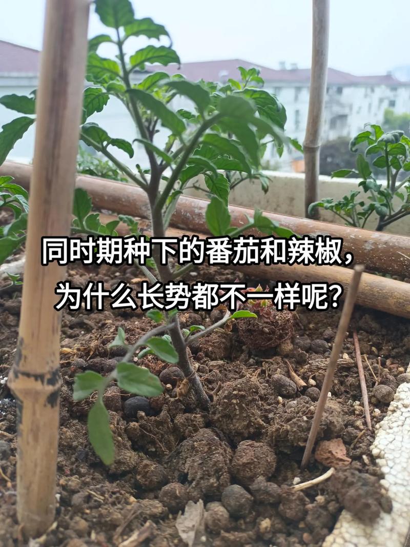 买来的番茄和辣椒怎么样种植「辣椒番茄怎么种植视频」 买来的番茄和辣椒怎么样种植「辣椒番茄怎么种植视频」 种植技巧