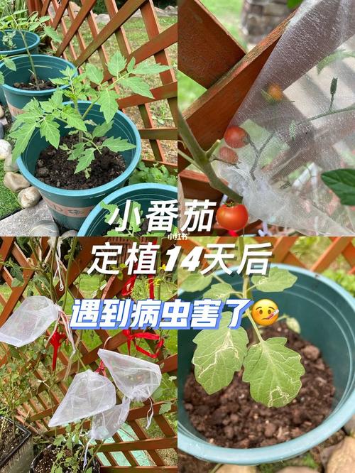 西红柿已经生了虫子了该怎么治「种植小番茄怎么除虫害呢」 西红柿已经生了虫子了该怎么治「种植小番茄怎么除虫害呢」 植物种类