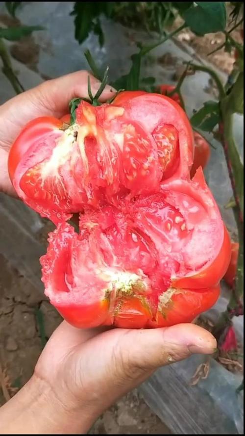 马蹄番茄种植全过程「马蹄怎么种植番茄视频」 土壤施肥 马蹄番茄种植全过程「马蹄怎么种植番茄视频」 马蹄番茄种植全过程「马蹄怎么种植番茄视频」 土壤施肥