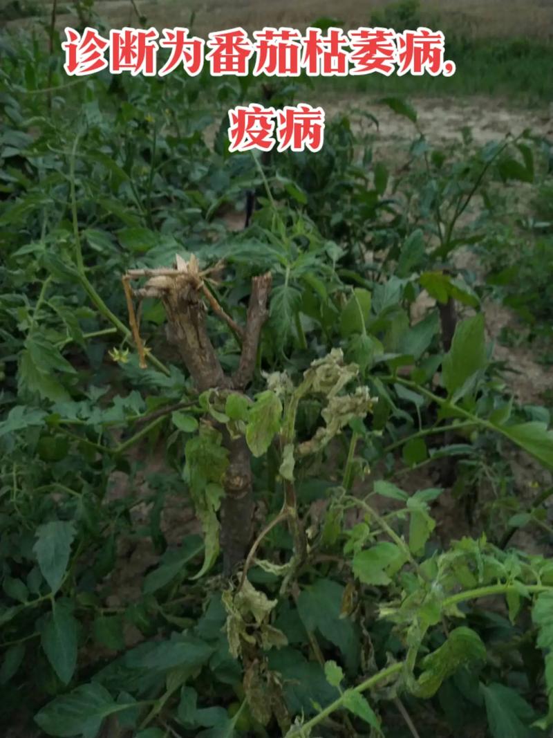 西红柿怎样种植不得枯萎病「番茄怎么种植不枯萎呢」 西红柿怎样种植不得枯萎病「番茄怎么种植不枯萎呢」 植物种类