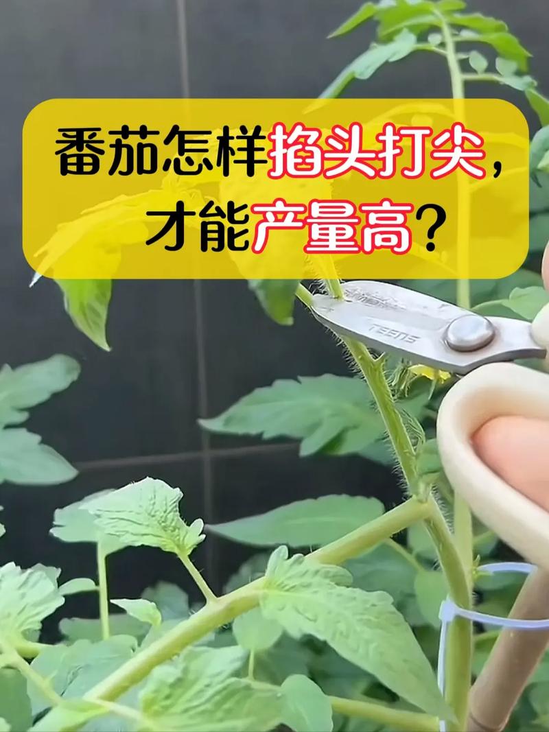 西红柿的种植，需要掐头吗「小番茄种植怎么掐头视频」 西红柿的种植，需要掐头吗「小番茄种植怎么掐头视频」 植物种类