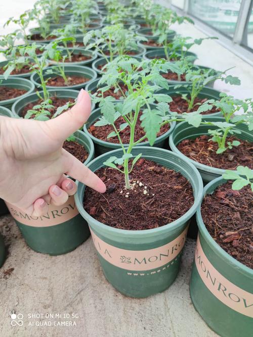 西红柿苗的栽植方法「番茄苗到货怎么种植的视频」 西红柿苗的栽植方法「番茄苗到货怎么种植的视频」 土壤施肥