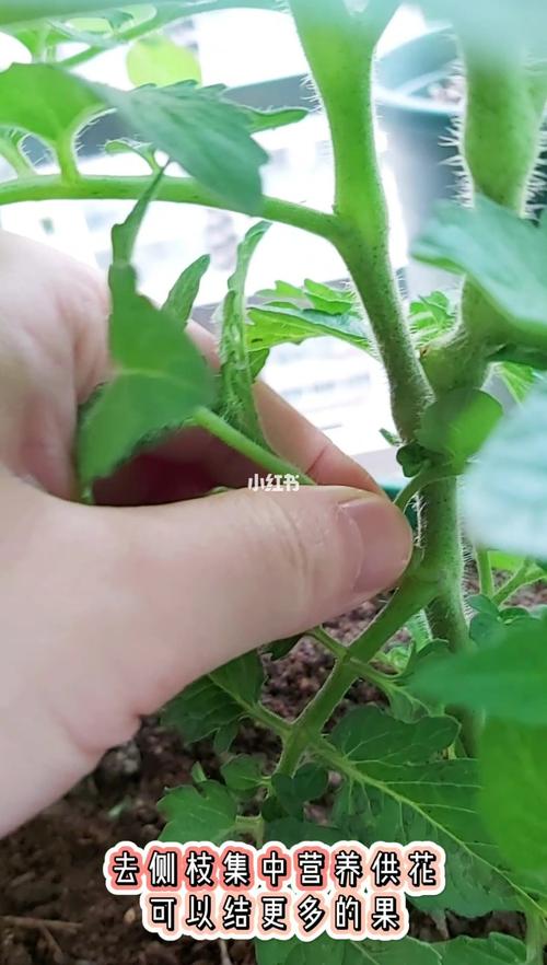 番茄结果了如何修枝「阳台种植番茄怎么修枝条视频」 番茄结果了如何修枝「阳台种植番茄怎么修枝条视频」 农业常识