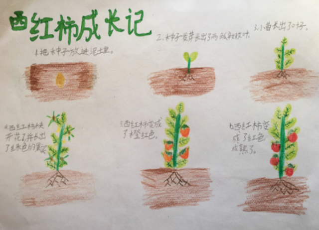 西红柿种子种植方法「番茄最原始种子怎么种植的」 西红柿种子种植方法「番茄最原始种子怎么种植的」 番茄种植技巧