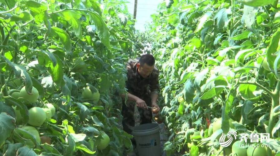 潍坊适合种植什么最好「潍坊蔬菜种植技巧与方法视频」 潍坊适合种植什么最好「潍坊蔬菜种植技巧与方法视频」 花朵知识