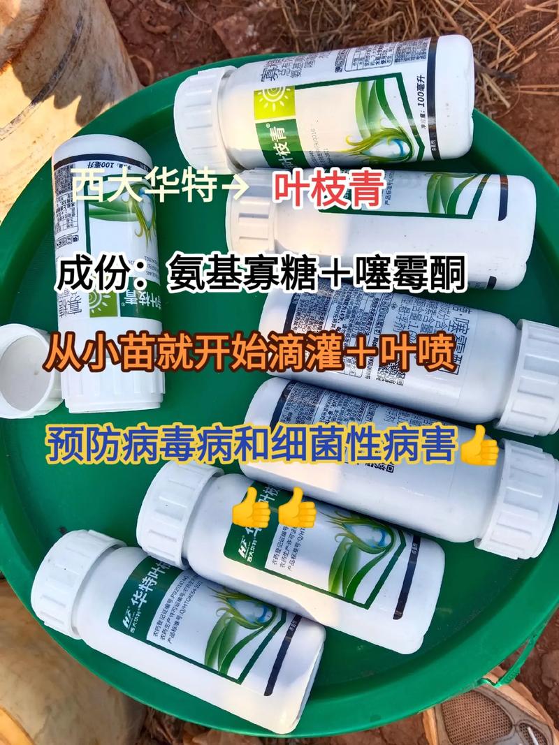 番茄病毒病经验配方「种植番茄怎么防止有病毒感染」 番茄病毒病经验配方「种植番茄怎么防止有病毒感染」 农业常识