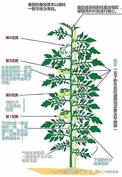 小番茄如何整枝打叉「番茄怎么种植小盆栽视频教程」 小番茄如何整枝打叉「番茄怎么种植小盆栽视频教程」 农业常识