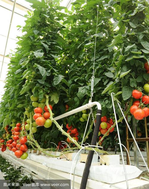 水培番茄水需要流动吗「番茄怎么种植水培盆栽视频」 花朵知识 水培番茄水需要流动吗「番茄怎么种植水培盆栽视频」 水培番茄水需要流动吗「番茄怎么种植水培盆栽视频」 花朵知识