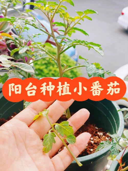 秋延圣女果种植时间「种植番茄苗怎么防雨蓬的」 秋延圣女果种植时间「种植番茄苗怎么防雨蓬的」 番茄种植技巧