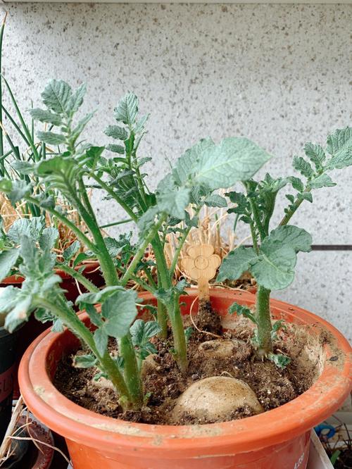 铁打豆种植方法「蔬菜种植视频技巧与方法教程」 铁打豆种植方法「蔬菜种植视频技巧与方法教程」 植物种类