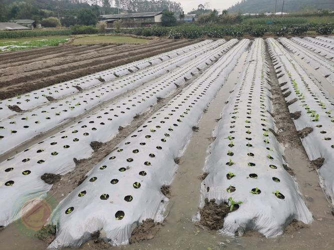 种菜地膜覆盖最佳方法「地膜种植蔬菜怎样施肥」 种菜地膜覆盖最佳方法「地膜种植蔬菜怎样施肥」 番茄种植技巧