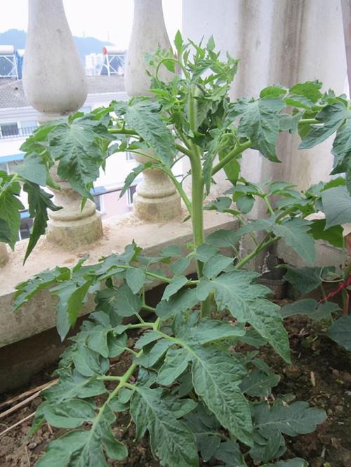 西红柿冬天怎么种植「冬季小番茄好吗怎么种植视频」 西红柿冬天怎么种植「冬季小番茄好吗怎么种植视频」 土壤施肥