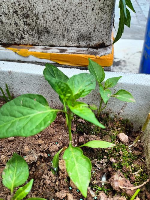 泡沫箱里如何种黄瓜和茄子辣椒「旧物改造种番茄怎么种植的」 泡沫箱里如何种黄瓜和茄子辣椒「旧物改造种番茄怎么种植的」 种植技巧