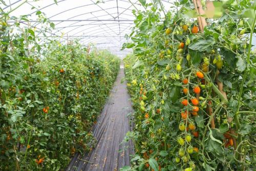 小番茄在绿都农业基地是通过什么方式进行种植的「阳光农场小番茄怎么种植的」 小番茄在绿都农业基地是通过什么方式进行种植的「阳光农场小番茄怎么种植的」 种植技巧