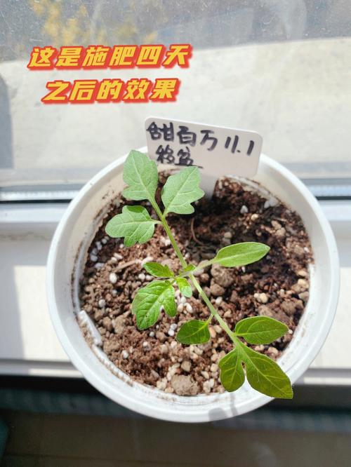说说，在减肥阶段做过哪些匪夷所思的事「番茄怎么躺着种植的图片大全」 说说，在减肥阶段做过哪些匪夷所思的事「番茄怎么躺着种植的图片大全」 农业常识