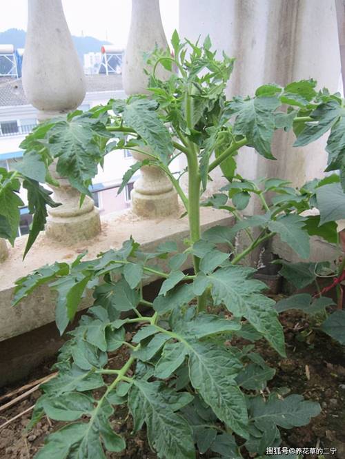 小番茄苗种植方法全过程「怎么地栽种植小番茄呢」 小番茄苗种植方法全过程「怎么地栽种植小番茄呢」 番茄种植技巧