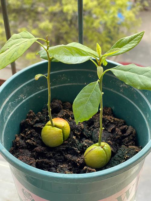 牛油果怎么种植「牛油果蔬菜种植技巧图解视频」 牛油果怎么种植「牛油果蔬菜种植技巧图解视频」 番茄种植技巧