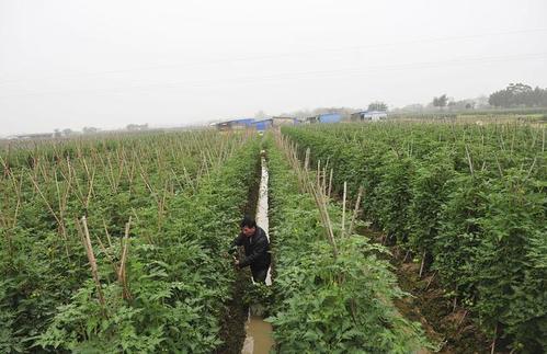 露地西红柿什么品种好「番茄秋播怎么种植视频」 露地西红柿什么品种好「番茄秋播怎么种植视频」 番茄病虫害防治
