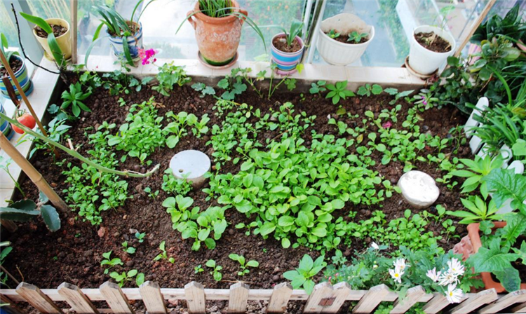在水泥地上能不能铺一尺厚土种菜「番茄用黄土怎么种植视频」 在水泥地上能不能铺一尺厚土种菜「番茄用黄土怎么种植视频」 土壤施肥